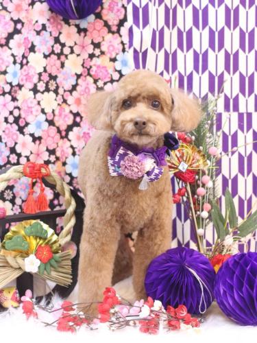 20250108ぷぷくん 